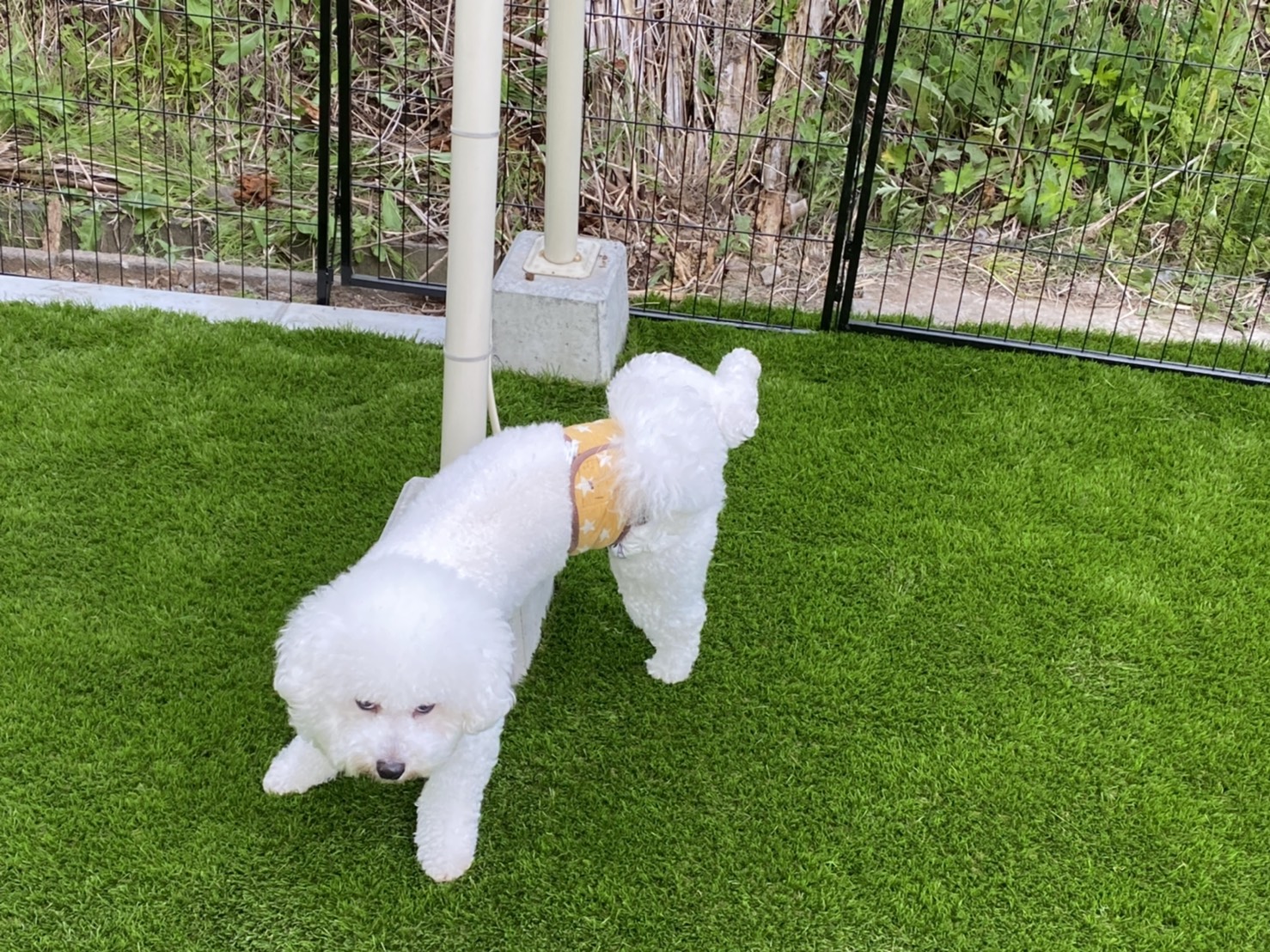 人工芝の上を歩く白い犬